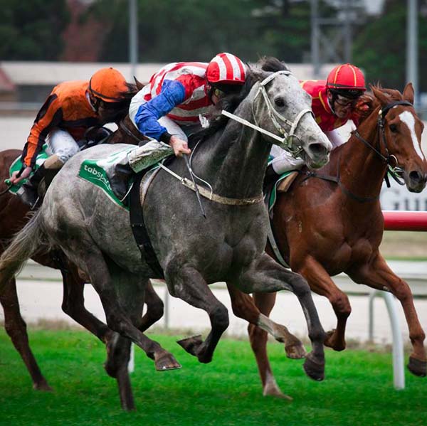 Melb Cup